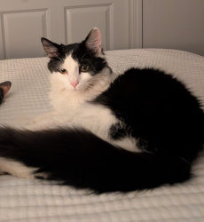 Reunited Female Cat last seen East Michigan Ave and Harrington, Parma, MI 49269
