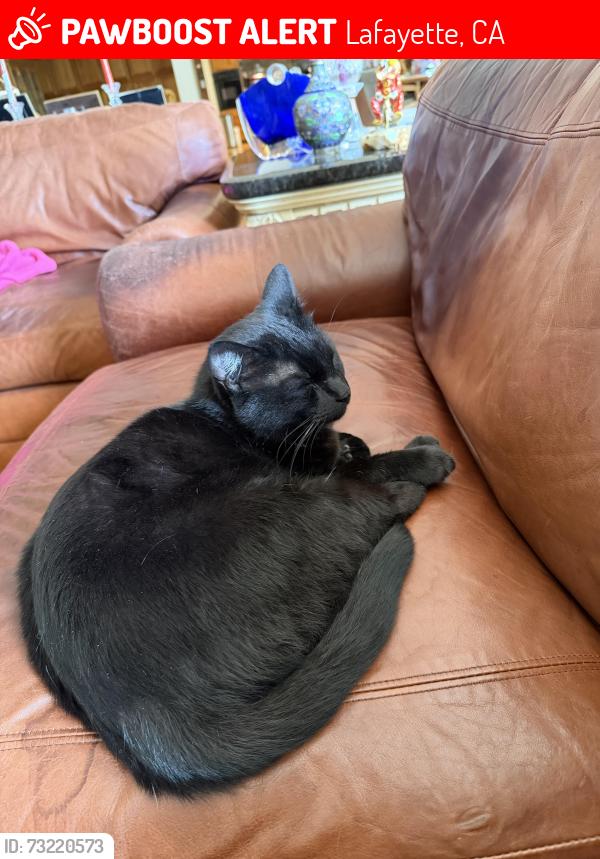 Lost Male Cat last seen Del Este, Lafayette, CA 94523