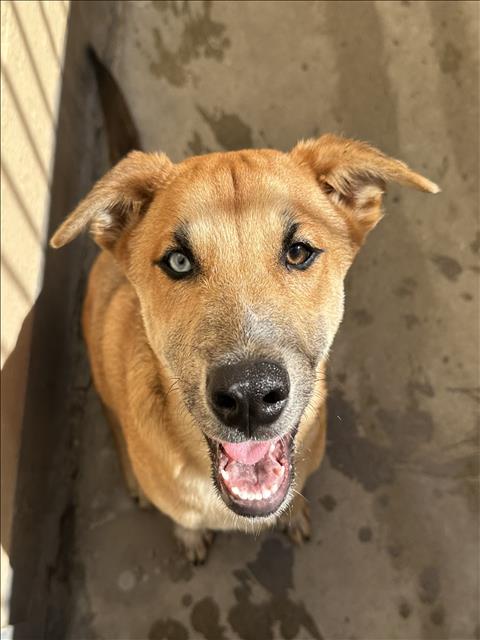 Shelter Stray Male Dog last seen , West Valley Animal Shelter, 20655 Plummer St, Chatsworth, CA 91311, USA