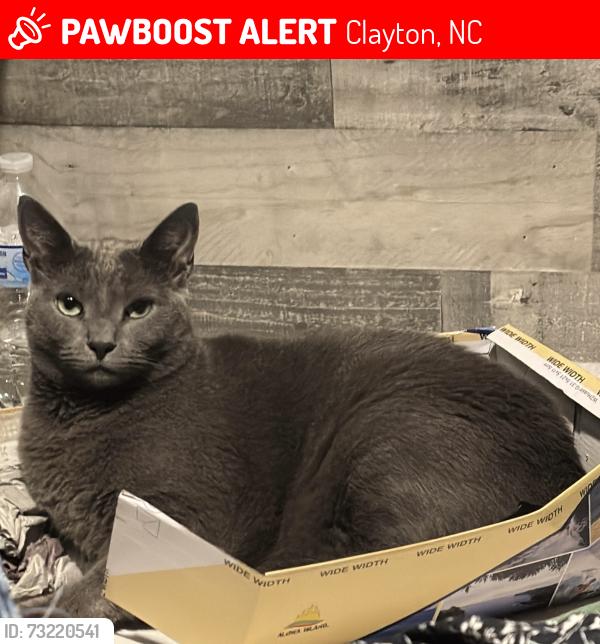 Lost Female Cat last seen Last seen in Bannister RV Park, Clayton, NC 27520