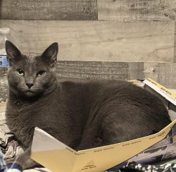 Lost Female Cat last seen Last seen in Bannister RV Park, Clayton, NC 27520