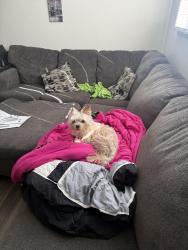 Reunited Male Dog last seen Madison ave, Newport News, VA 23607