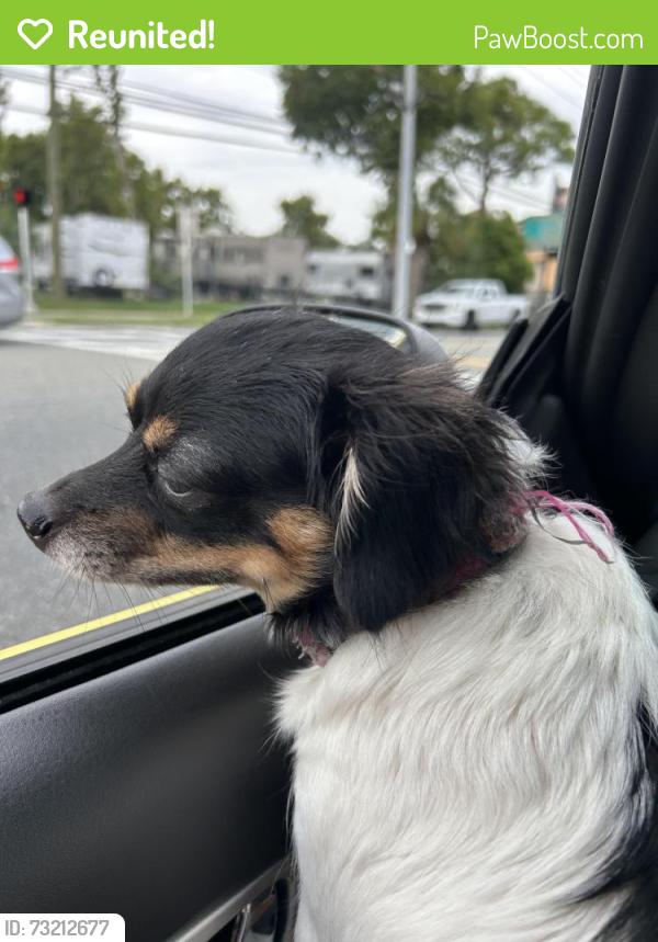 Reunited Female Dog last seen In front of Dip and Dots, Panama City Beach, FL 32407