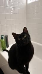 Lost Male Cat last seen along altamont street, Hutto, TX 78634