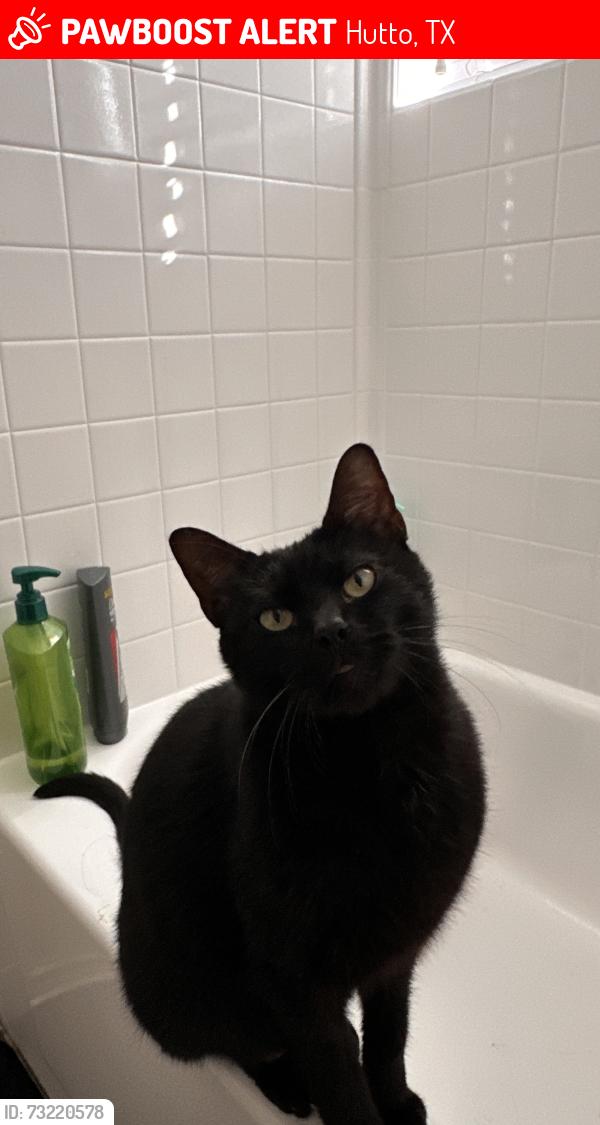 Lost Male Cat last seen along altamont street, Hutto, TX 78634