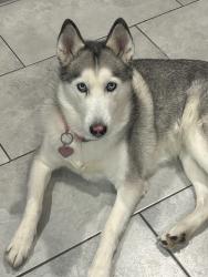 Reunited Female Dog last seen Mississippi and Peoria, Aurora, CO 80012