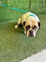 Shelter Stray Female Dog last seen , 5210 W Ave I, Lancaster, CA 93536, USA