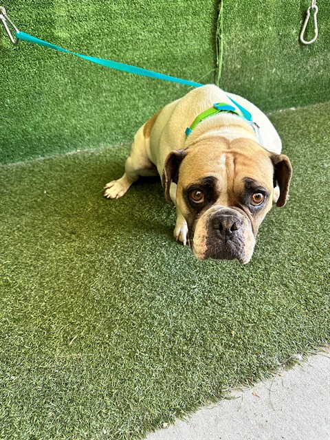 Shelter Stray Female Dog last seen , 5210 W Ave I, Lancaster, CA 93536, USA