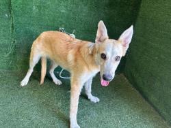 Shelter Stray Male Dog last seen , 5210 W Ave I, Lancaster, CA 93536, USA