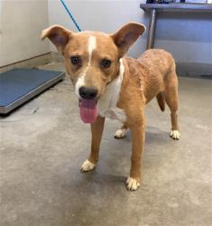 Shelter Stray Male Dog last seen , 600 Aviation Dr, Camarillo, CA 93010, USA