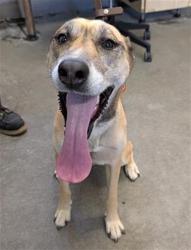 Shelter Stray Female Dog last seen , 600 Aviation Dr, Camarillo, CA 93010, USA