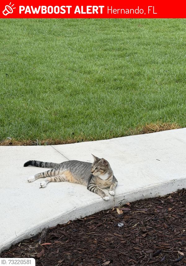 Lost Male Cat last seen Pearson, Hedrick, conrad, Hernando, FL 34442