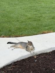 Lost Male Cat last seen Pearson, Hedrick, conrad, Hernando, FL 34442