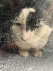 Shelter Stray Male Cat last seen Near BLK W CANTON ST LONG BEACH CA 90813, 7700 E Spring St, Long Beach, CA 90815, USA