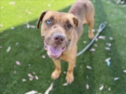 Shelter Stray Female Dog last seen , 3201 Lacy St, Los Angeles, CA 90031, USA