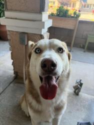 Found/Stray Male Dog last seen sandoval st, Riverside, CA 92509