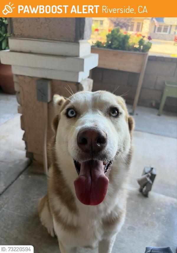Found/Stray Male Dog last seen sandoval st, Riverside, CA 92509
