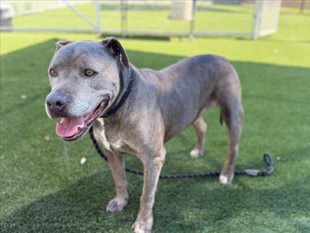 Shelter Stray Male Dog last seen , 3201 Lacy St, Los Angeles, CA 90031, USA