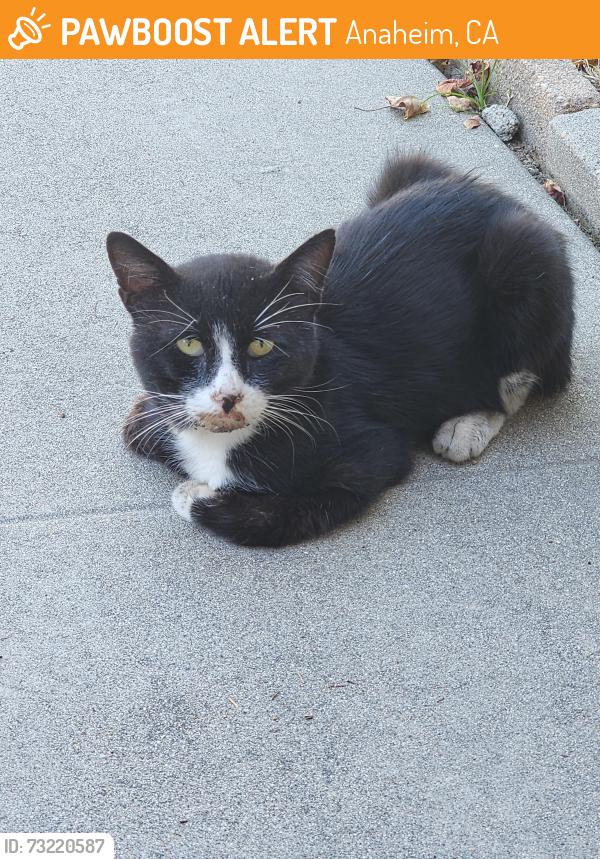Found/Stray Unknown Cat last seen Dale Ave & Broadway, Anaheim, CA 92804