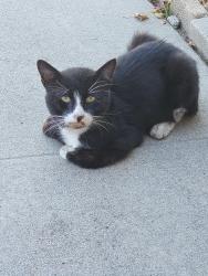 Found/Stray Unknown Cat last seen Dale Ave & Broadway, Anaheim, CA 92804
