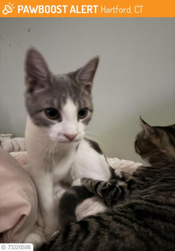 Found/Stray Male Cat last seen He was in my car hood, Hartford, CT 06106