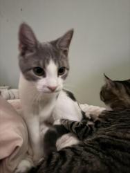 Found/Stray Male Cat last seen He was in my car hood, Hartford, CT 06106