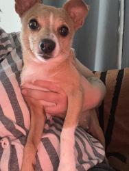 Reunited Female Dog last seen 73rd and Foster, Portland, OR 97206