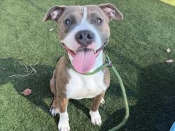Shelter Stray Male Dog last seen , 3201 Lacy St, Los Angeles, CA 90031, USA