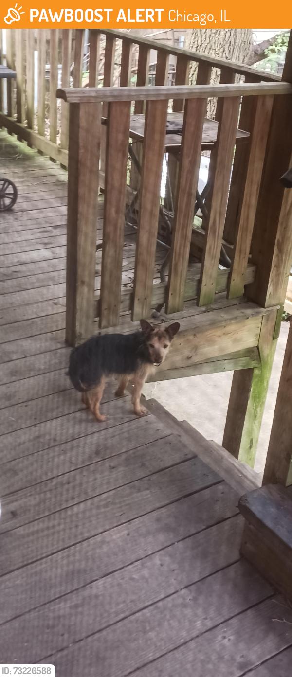 Found/Stray Male Dog last seen Backyard, Chicago, IL 60637