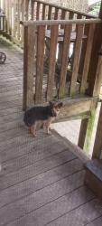 Found/Stray Male Dog last seen Backyard, Chicago, IL 60637