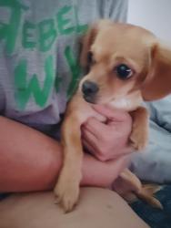 Reunited Female Dog last seen Zachary and Colleen, San Antonio, TX 78228