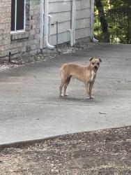 Reunited Male Dog last seen Allen heights, Allen, TX 75002