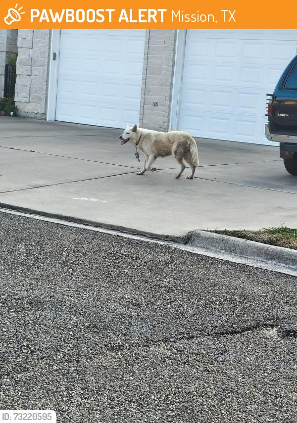 Found/Stray Unknown Dog last seen Stewart Rd Between 495 and old 83, Mission, TX 78572