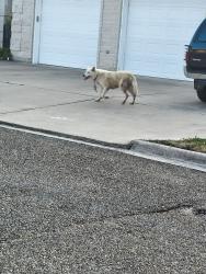 Found/Stray Unknown Dog last seen Stewart Rd Between 495 and old 83, Mission, TX 78572