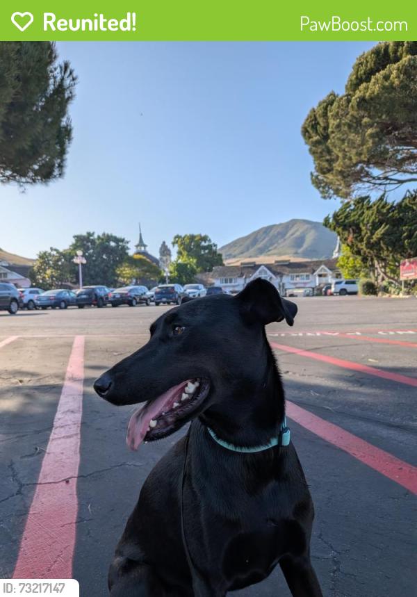 Reunited Female Dog last seen S Golden West / El Camino Real, Arcadia, CA 91007