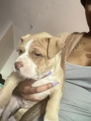 Lost Male Dog last seen The landon, Charlotte, NC 28210