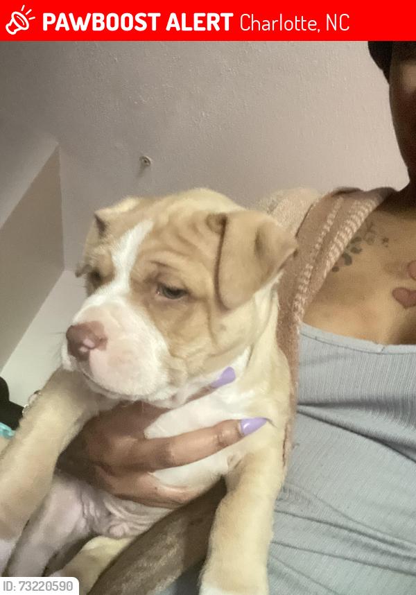 Lost Male Dog last seen The landon, Charlotte, NC 28210