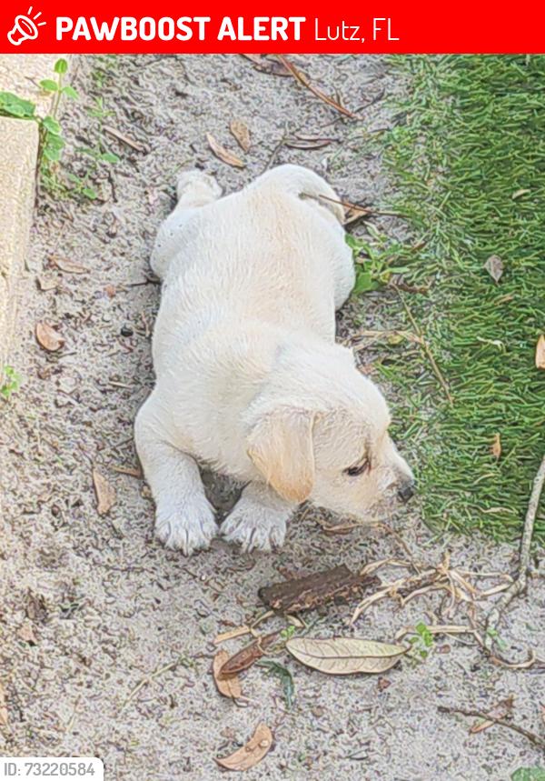 Lost Male Dog last seen Irene St & N 30th St neighborhood behind Chick-fil-A on Bruce B Downs Blvd & Bearss Ave, Lutz, FL 33549