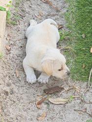 Lost Male Dog last seen Irene St & N 30th St neighborhood behind Chick-fil-A on Bruce B Downs Blvd & Bearss Ave, Lutz, FL 33549