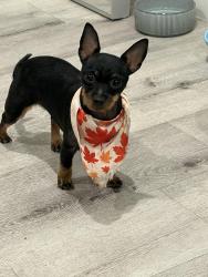 Lost Female Dog last seen Lexington and Wilton, Los Angeles, CA 90038