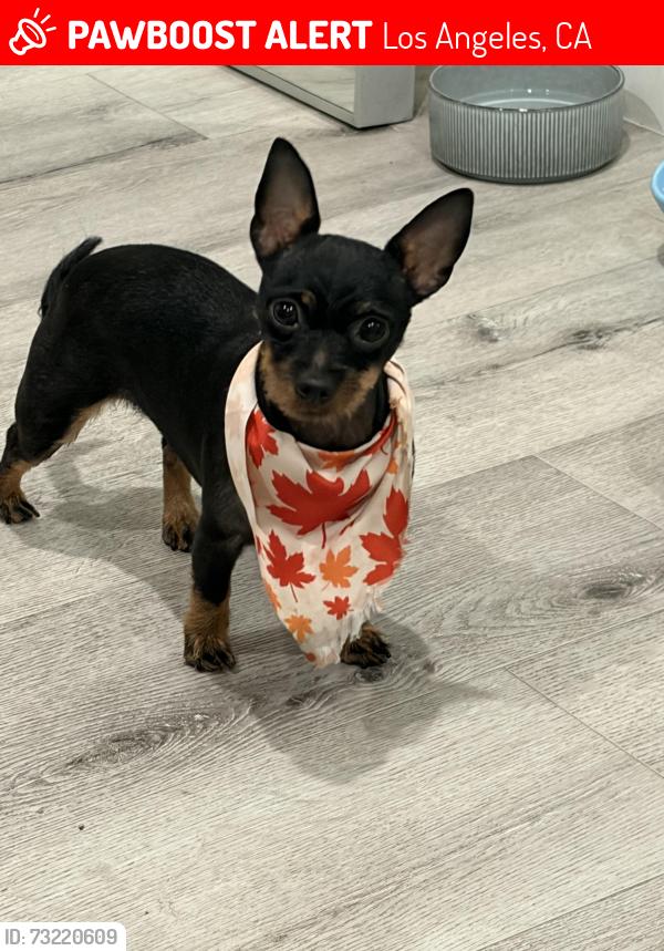Lost Female Dog last seen Lexington and Wilton, Los Angeles, CA 90038