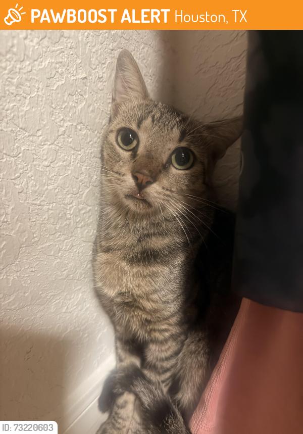 Found/Stray Unknown Cat last seen I’m in the lakes of Eldridge North subdivision, Houston, TX 77041