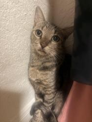 Found/Stray Unknown Cat last seen I’m in the lakes of Eldridge North subdivision, Houston, TX 77041