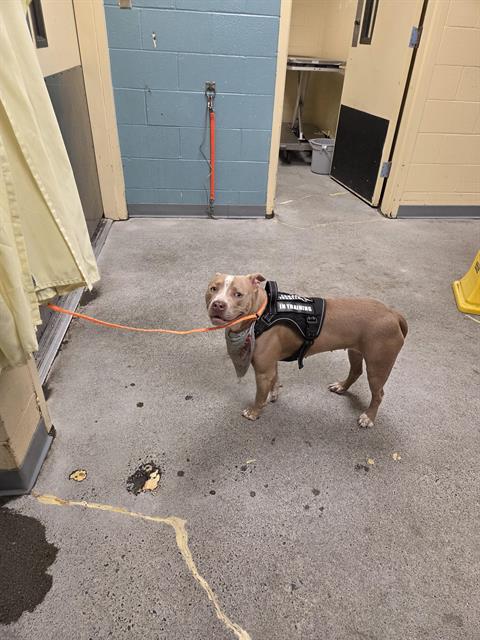 Shelter Stray Female Dog last seen Near BLOCK 59TH PL S, KENT WA 98032, 21615 64th Ave S, Kent, WA 98032, USA