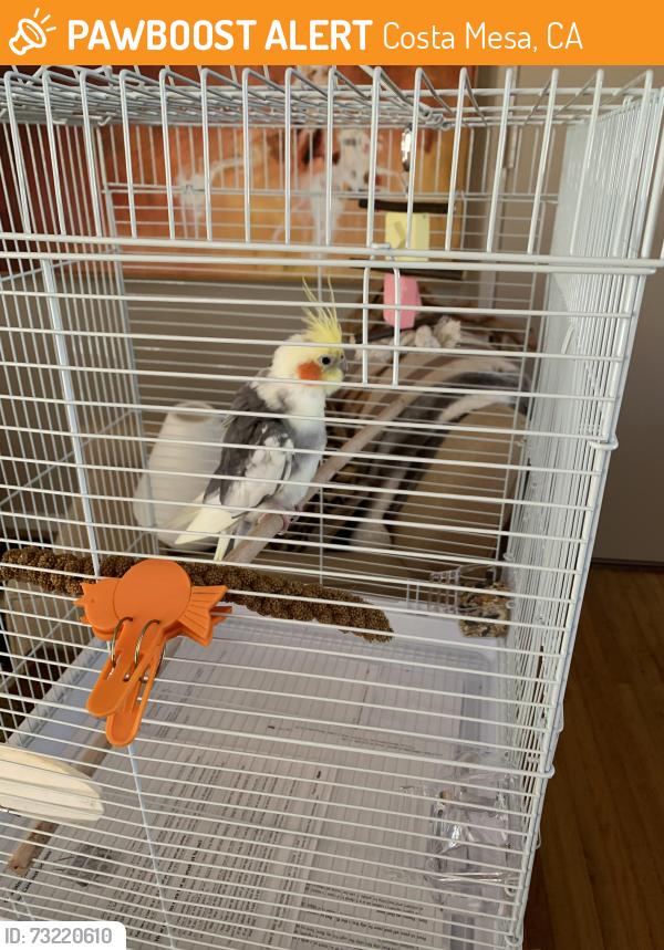 Found/Stray Male Bird last seen Fair near Harbor Blvd, Costa Mesa, CA 92626