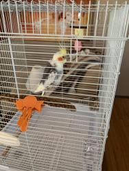 Found/Stray Male Bird last seen Fair near Harbor Blvd, Costa Mesa, CA 92626