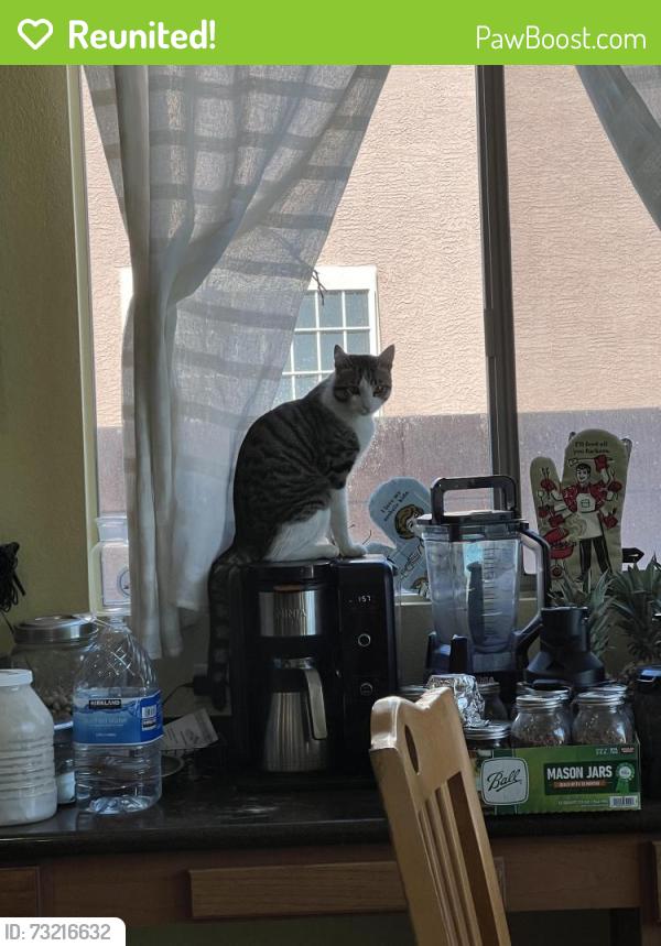 Reunited Male Cat last seen E Azure Ave North Las Vegas, NV 89081 United States, North Las Vegas, NV 89081