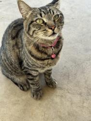 Found/Stray Female Cat last seen Highland/ del Rosa, San Bernardino, CA 92404