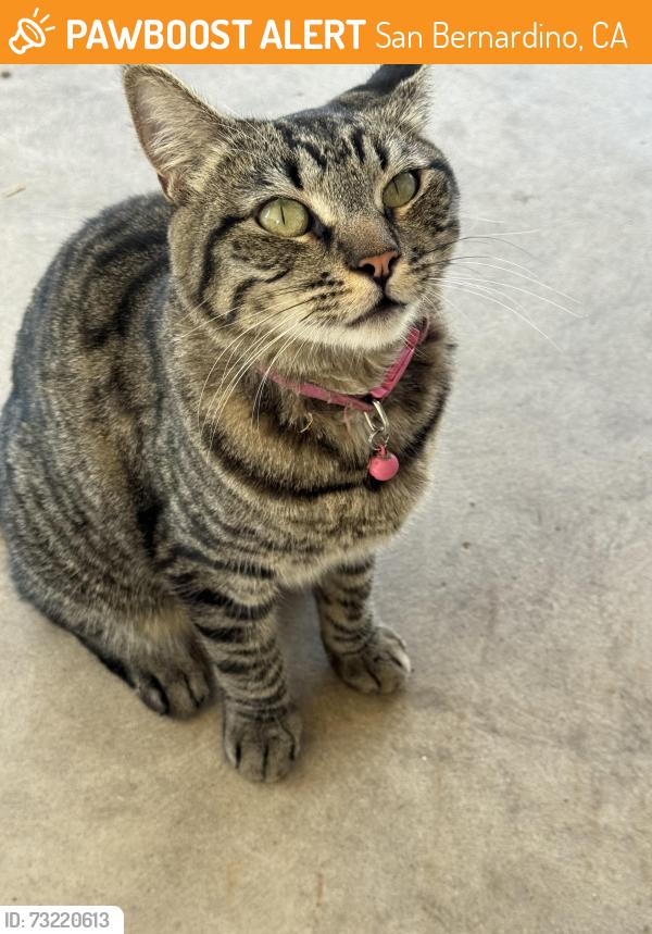 Found/Stray Female Cat last seen Highland/ del Rosa, San Bernardino, CA 92404