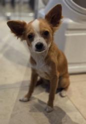 Reunited Female Dog last seen Long Beach Blvd/Alondra, Compton, CA 90221
